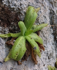 Pinguicula casperiana