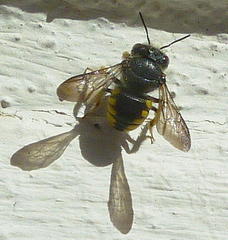 Micranthidium