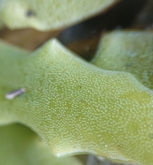 Pinguicula casperiana