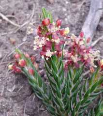Passerina falcifolia