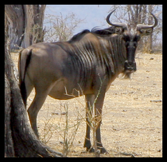 Connochaetes taurinus johnstoni