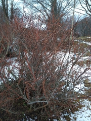 Berberis microphylla