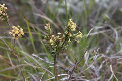 Struthiola mundii
