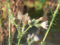 Cirsium creticum