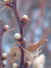 Berberis microphylla
