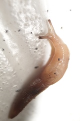 Gastropoda