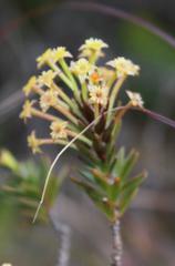 Struthiola mundii