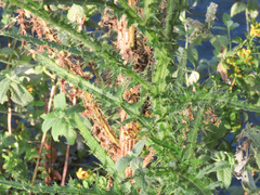 Cirsium creticum