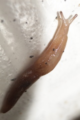 Gastropoda