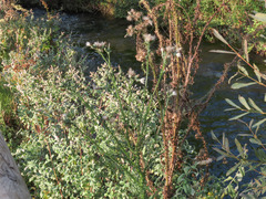Cirsium creticum