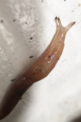 Gastropoda