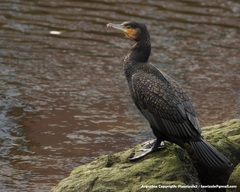 Phalacrocorax carbo