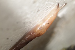 Gastropoda