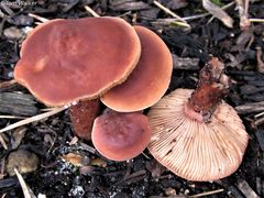 Lactarius mutabilis