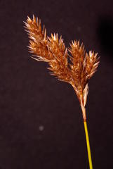 Thamnochortus platypteris