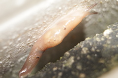 Gastropoda