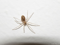 Cithaeron praedonius