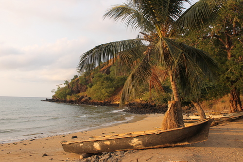 Cocos nucifera image