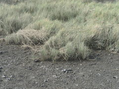 Bolboschoenus planiculmis