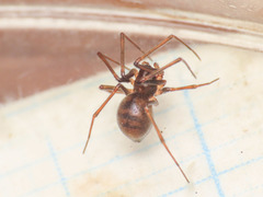 Bathyphantes