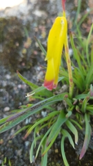 Lachenalia aloides