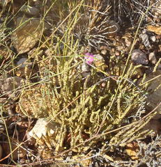 Crassula muscosa muscosa