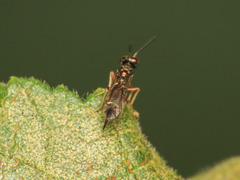 Trigonoderinae