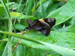 Lychnuchoides saptine