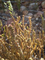 Crassula muscosa muscosa