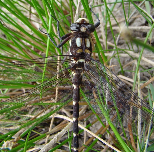Carové's Giant Dragonfly photo 4