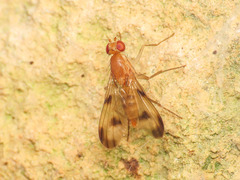Clusia tigrina