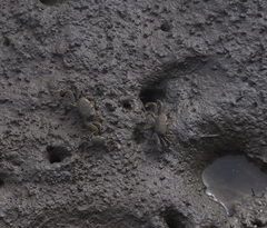 Macrophthalmus banzai