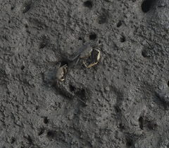 Macrophthalmus banzai