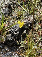 Xyris montana