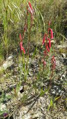 Watsonia aletroides