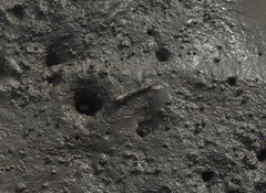 Periophthalmus modestus