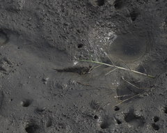 Periophthalmus modestus