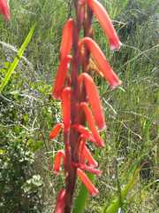 Watsonia aletroides