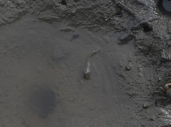 Periophthalmus modestus