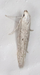 Haplochrois bipunctella
