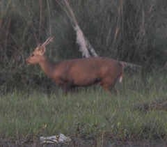 Axis porcinus