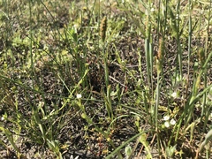 Alopecurus pratensis