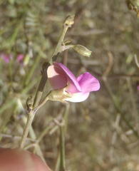 Tephrosia capensis capensis