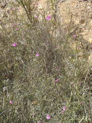 Tephrosia capensis capensis