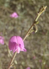 Tephrosia capensis capensis