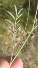 Tephrosia capensis capensis