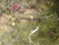 Tephrosia capensis capensis