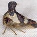 Quince Treehopper - Photo (c) Stuart Tingley, some rights reserved (CC BY-NC), uploaded by Stuart Tingley