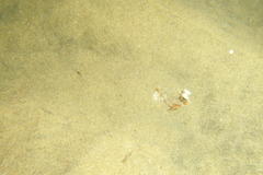 Pleuronichthys