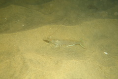 Penaeus